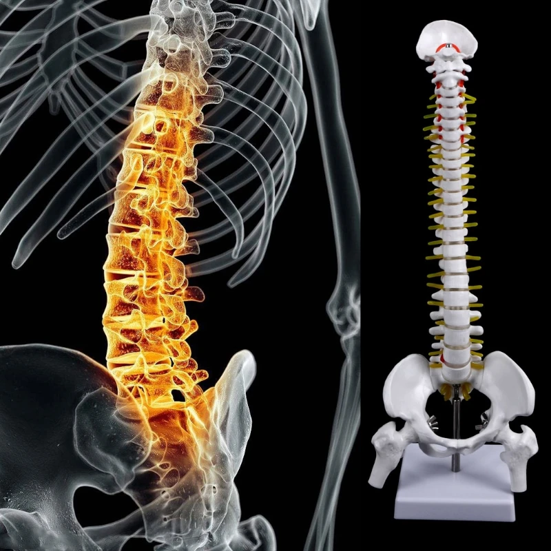 

45cm Human Anatomical Spine with Pelvic Flexible Model Medical Learn Aid Anatomy Spine Model School Stationery