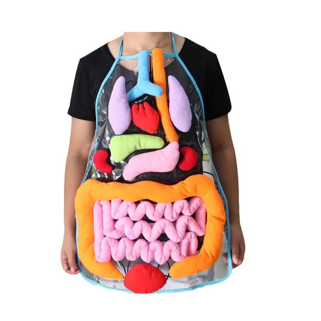 Educational Insights Toys For Children Anatomy Apron Human Body Organs Aware Kitchen Restaurant Bar Chef Cook Clean Tool HX062 | Дом и сад