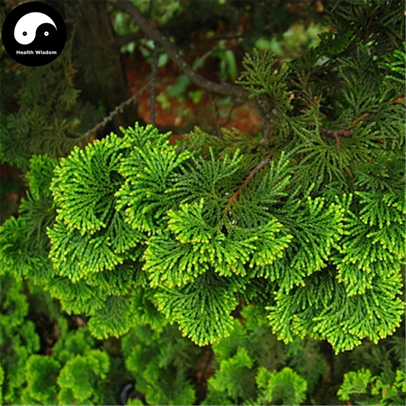 

Buy Chamaecyparis Obtusa Breviramea Tree Semente 60pcs Plant Yun Pian Arborvitae
