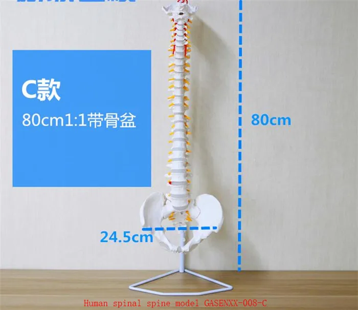 Spine teaching Journal of Spine Medicine Spine Bone model Femur color 1: 1 Orthopedic Human spinal spine model GASENXX-008-C