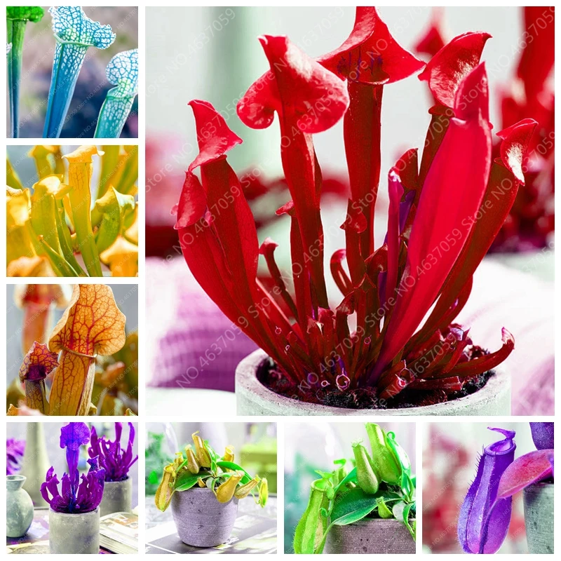 

200 pcs Bonsai Nepenthes Plants Balcony Outdoor Dionaea Venus Potted Perennial Plants Succulent Carnivorous Plants For Garden