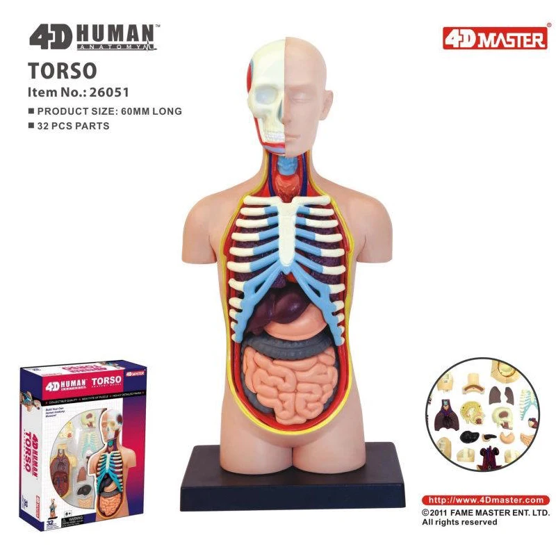 

4D Human Anatomy Standard Small Torso Model Human Torso 32 Parts Removable Science Learning Human Body Model