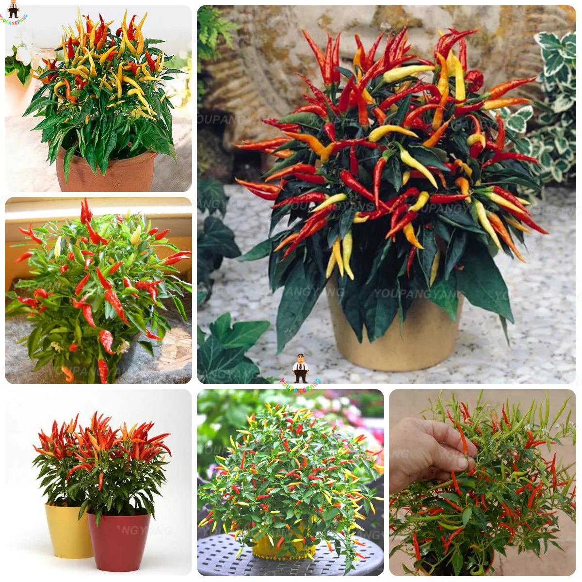 100pcs Chilli Red Jalapeno Chili Pepper Bonsai Organic Vegetables