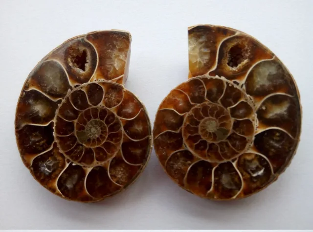 Best Offers AMMONITE CUT POLISHED FOSSIL PAIR, MADAGASCAN, COLLECTABLE Best Offers AMMONITE CUT POLISHED FOSSIL PAIR, MADAGASCAN, COLLECTABLE