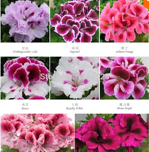 free ship  20seeds  Fresh Geranium seeds Pelargonium hortorum flower seeds