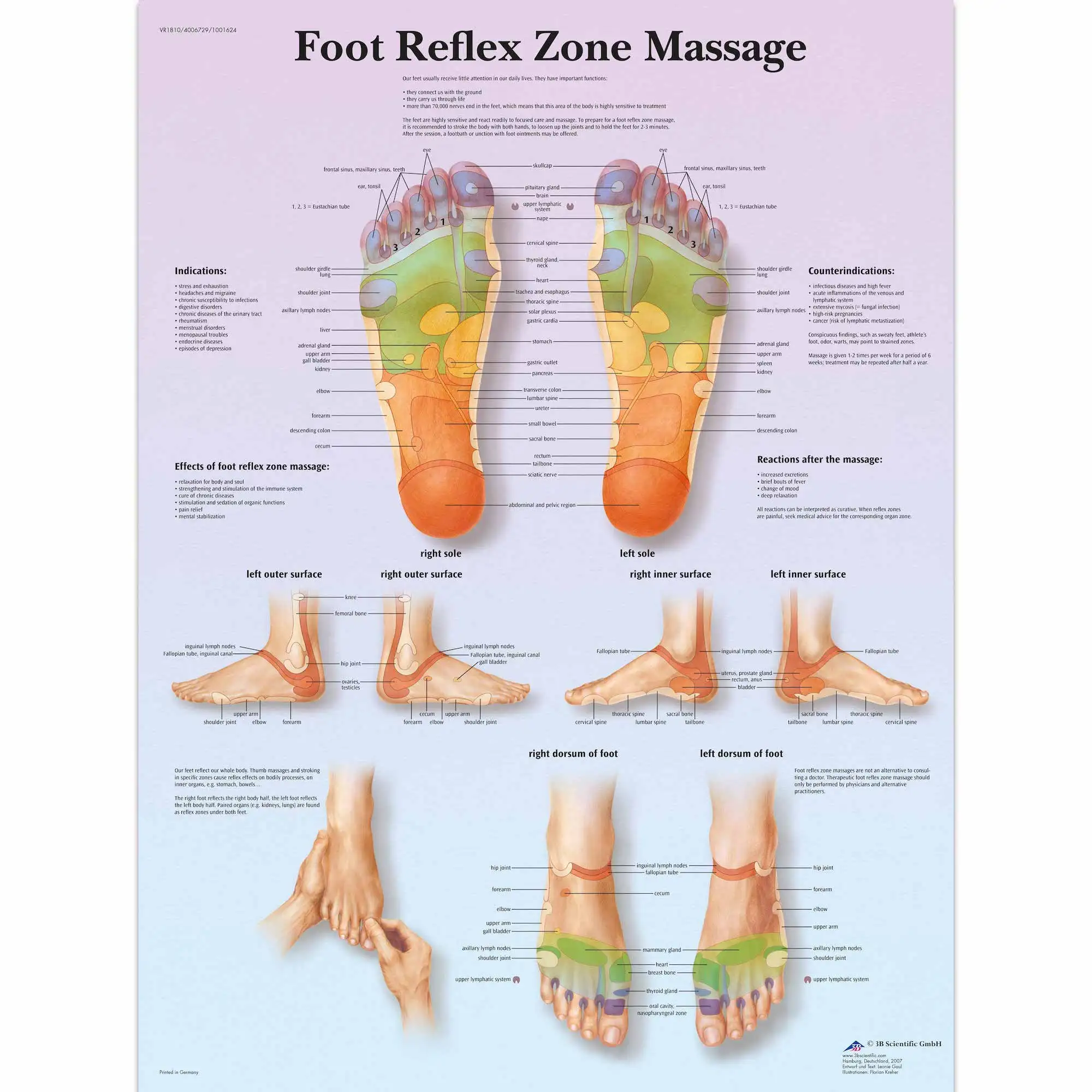 Spinal Nerve Chart