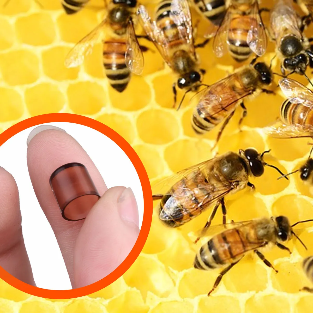 

120Pcs Beekeeping Bee Cell Cups Queen Cell Cup Cupkit Box Queen Rearing System Bee Nicot Cage Keeper Apiarist Apiculture Helper