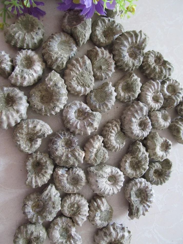

AAAA+++ Natural Horn Snail Fossils Mineral Stone Ore Gems Stone Rough Ore Energy Madagascar 20--30g
