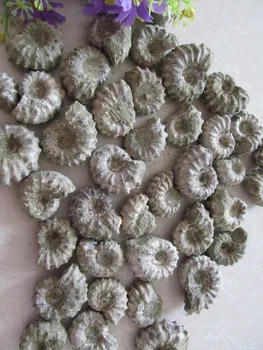 

AAAA+++ Natural Horn Snail Fossils Mineral Stone Ore Gems Stone Rough Ore Energy Madagascar 20--30g