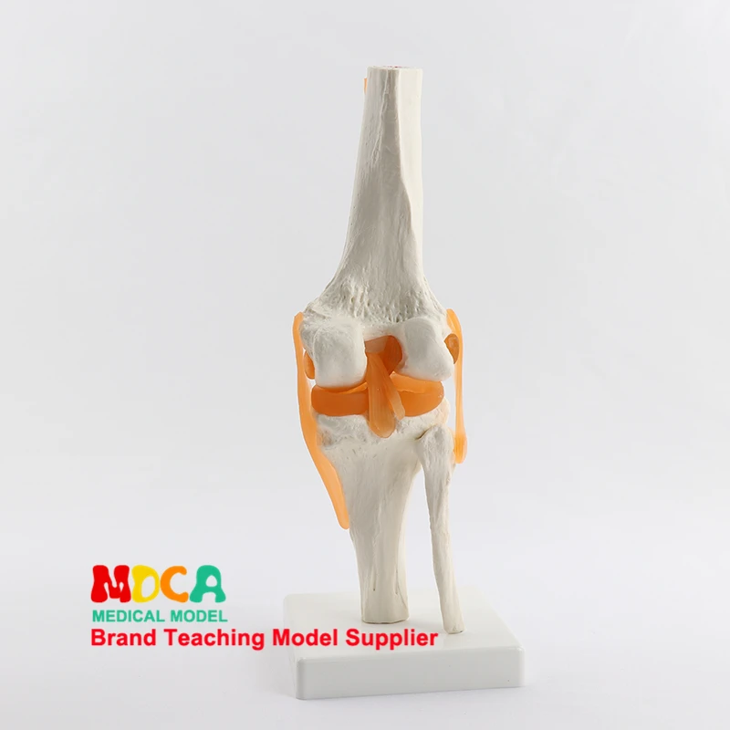 Функциональные коленного сустава демонстрация модели отдела ортопедии кости коленного сустава манекен для медицинского обучения MGJ001