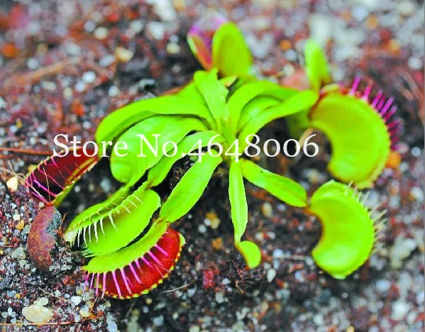 300 Pcs Striped Nepenthes Bonsai, Eating Mosquito Enchantress Carnivorous Plants Tropical Pitcher Catch Insect Garden Flower Pot