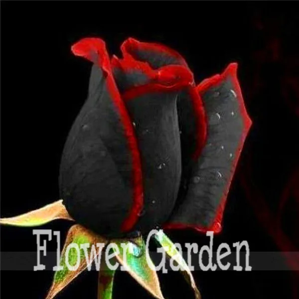 

Free Shipping 100 Pcs China Rare Black Rose Flower,5BX5UY