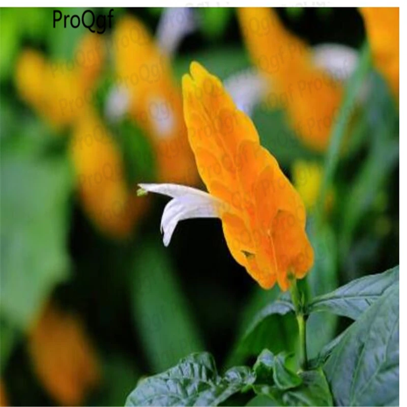 

ProQgf 500Pcs Pachystachys lutea
