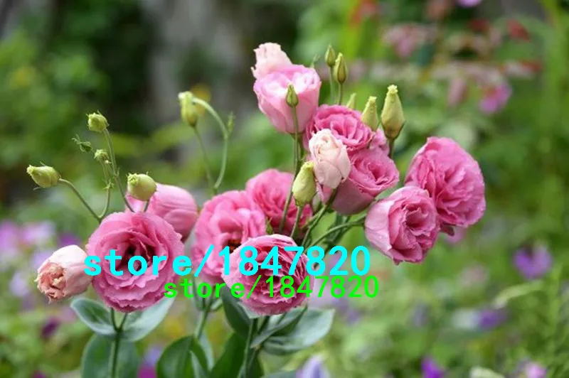 HTB14uEcIFXXXXceXXXXq6xXFXXXT