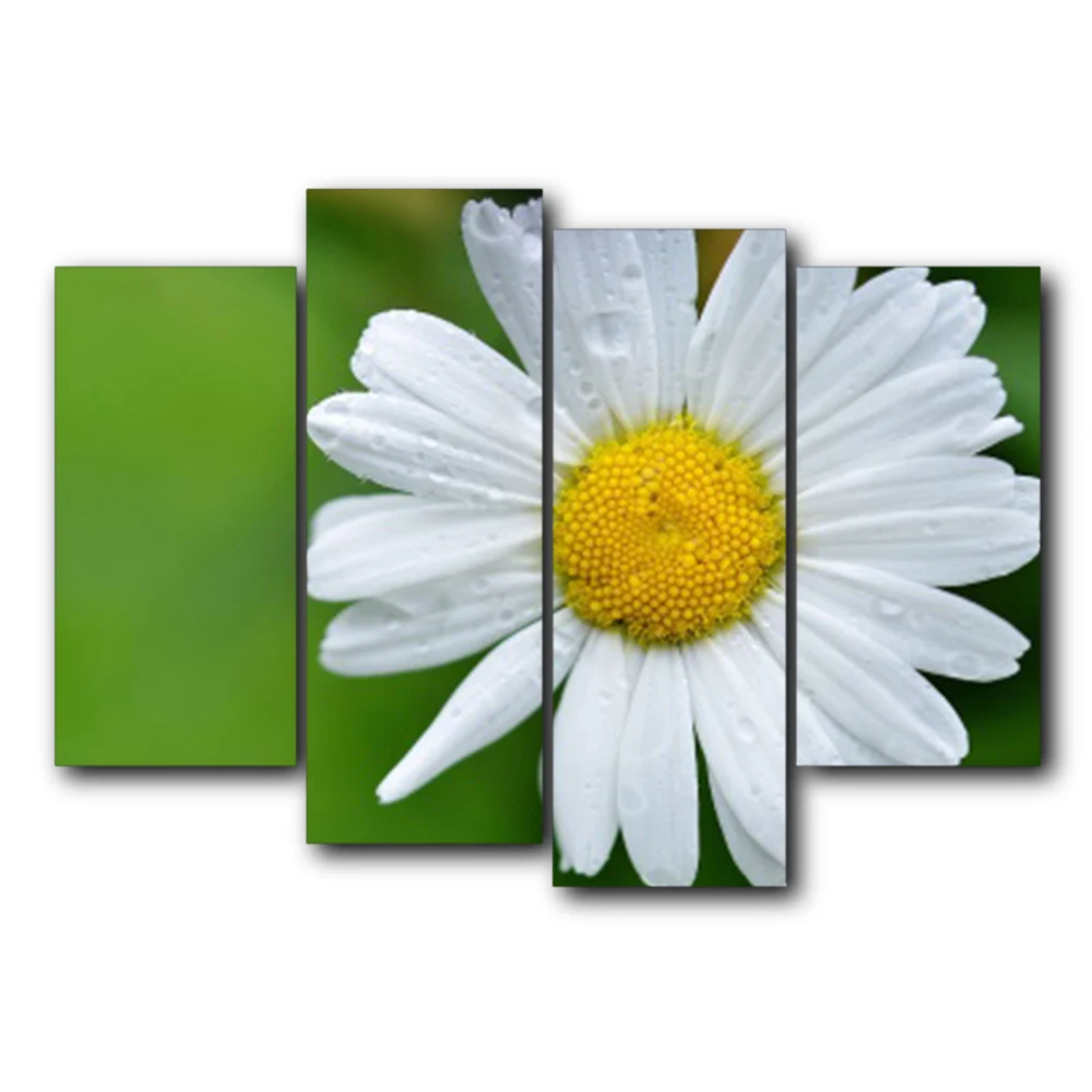 Laeacco Bellis Perennis Картина на холсте украшение для дома настенная живопись картины