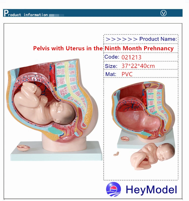 Heymodel тазовых с девятимесячный модель плода