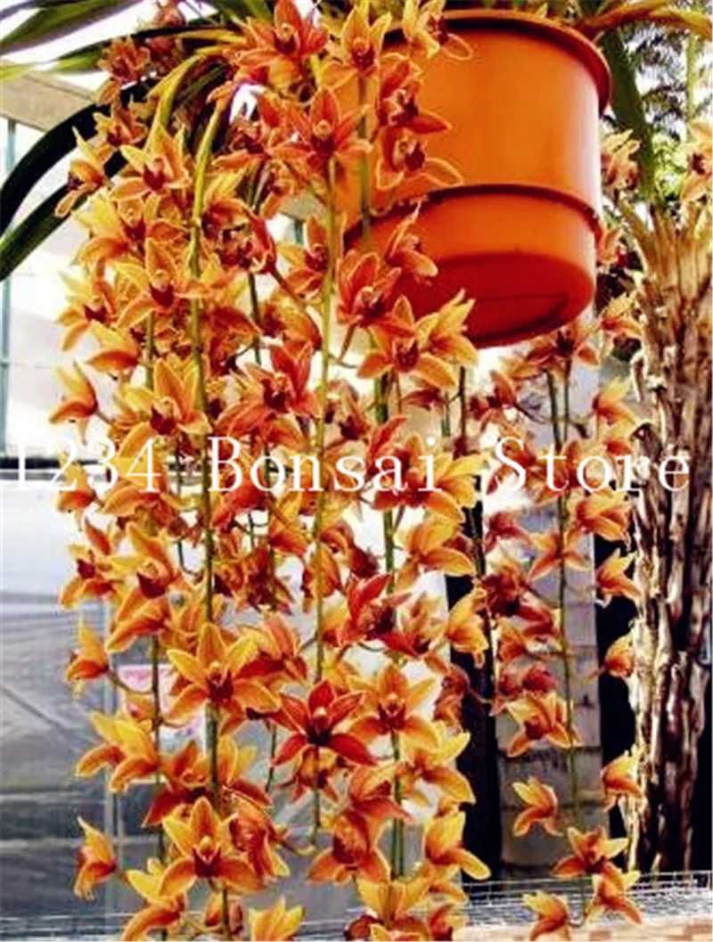 

Sale!100 Pcs Exotic Cymbidium Flore ,Rainbow Chinese Cymbidium Orchid Flower ,Indoor Bonsai Potted Orquideas Plant Cicada Flower