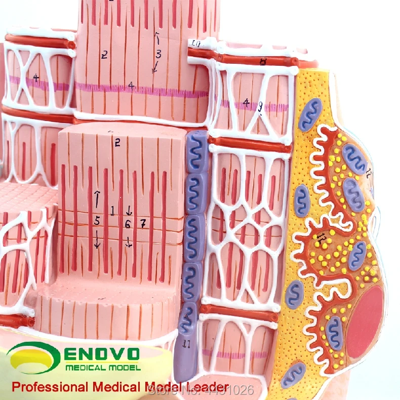 ENOVO Microanatomical модель человеческого скелета мышечные волокна модель MICROanatomymodel