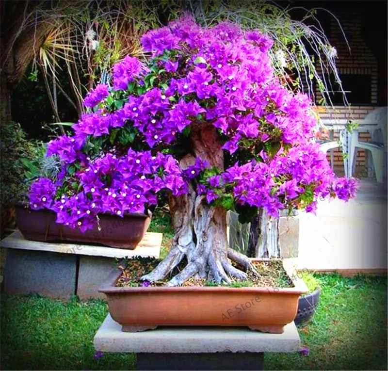 Комнатный и открытый горшечный Флорес Азалия цветы растения очень красивый цветок Планте Бонсай завод для домашнего сада 106 шт./лот - Цвет: 1