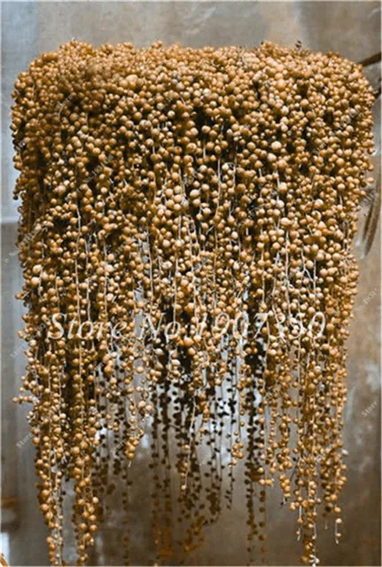 200 szt rzadkie niebieski Pearl Chlorophytum Bonsai Office Desktop kwiaty sukulenty anty-promieniowanie komputer doniczkowe rośliny oczyścić powietrze tanie i dobre opinie Bardzo proste Roczne Rośliny wewnętrzne Wykluczone Upiększających Mini średni duży mały Jesień Salon Umiarkowany 200 szt rzadkie niebieski Pearl Chlorophytum Bonsai Office Desktop kwiaty sukulenty anty-promieniowanie komputer doniczkowe rośliny oczyścić powietrze tanie i dobre opinie Bardzo proste Roczne Rośliny wewnętrzne Wykluczone Upiększających Mini średni duży mały Jesień Salon Umiarkowany