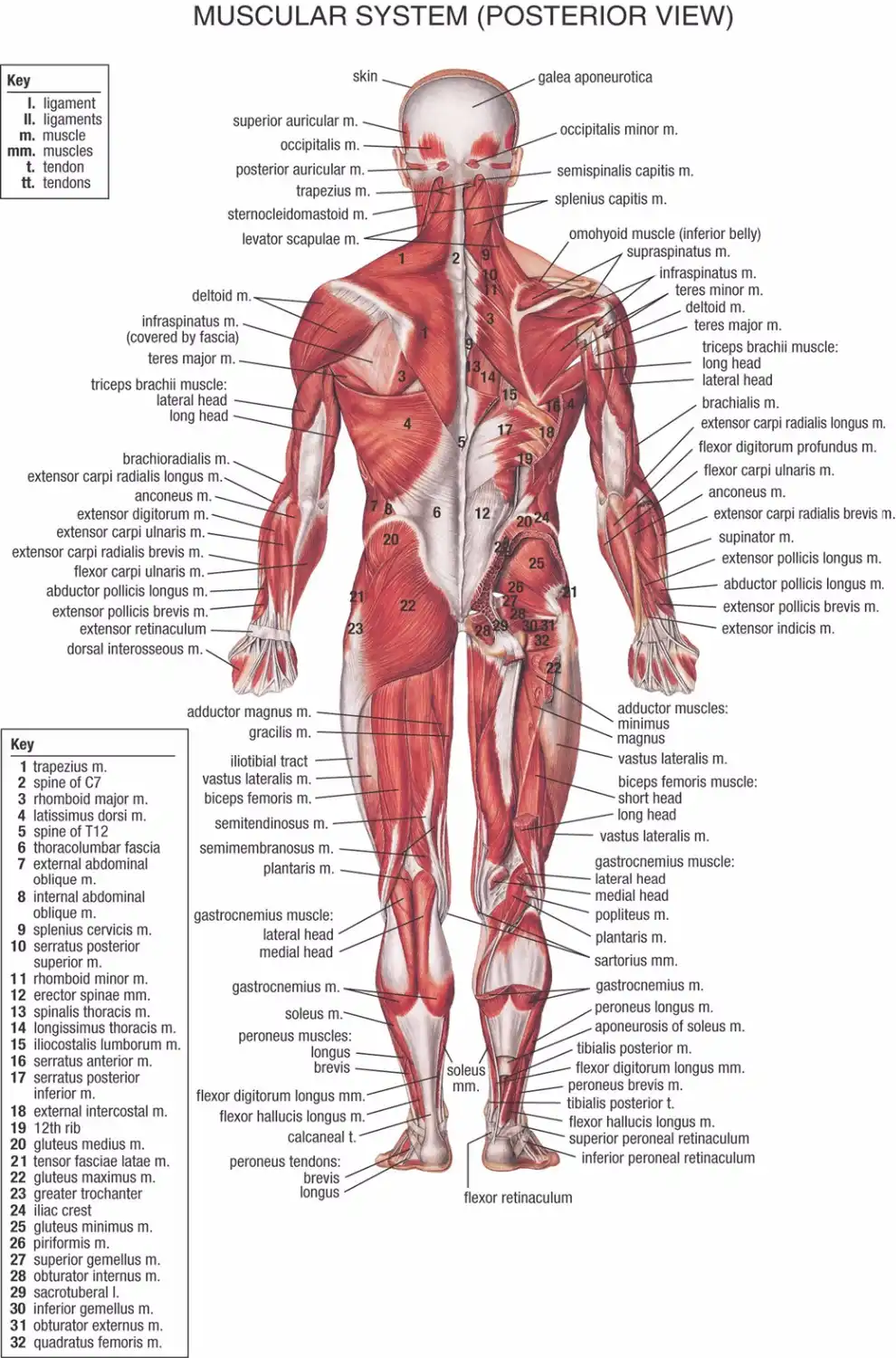 Muscle Anatomy Chart