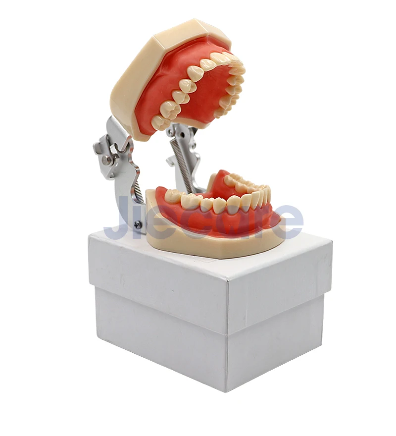 Съемная Стоматологическая модель, Стоматологическая модель с 28 зубными гранулами и винтами, обучающая модель моделирования