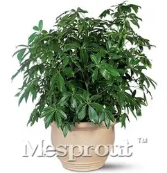 Schefflera Octophylla бонсай 10 шт. дома дерево бонсай редкие Крытый семена карликового дерева. Садовый горшок Sementes многолетний счастливый растение