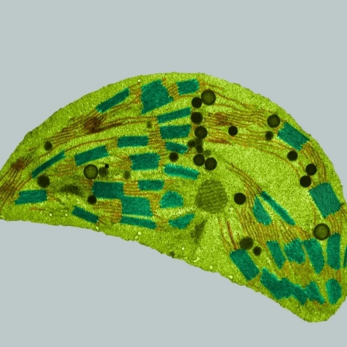 Chloroplast  TEM Poster Print by Science Source (36 x 24)