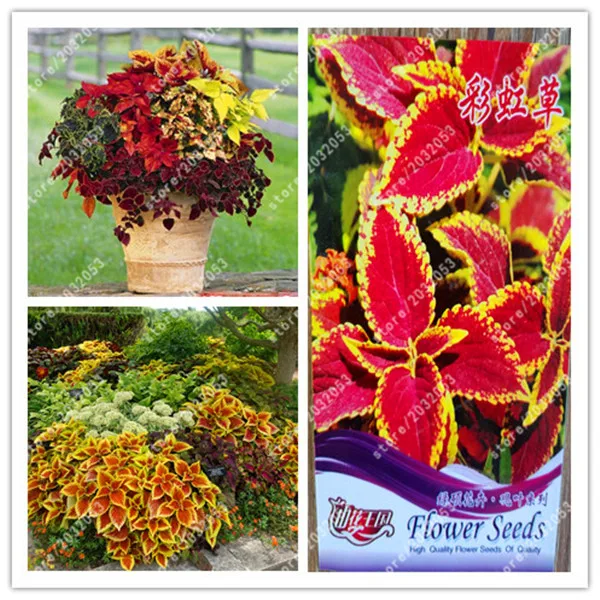 

bonsai True Mix Colors Blumei coleus Colorful Flower Leaves Plant Home Garden factory package 100% real