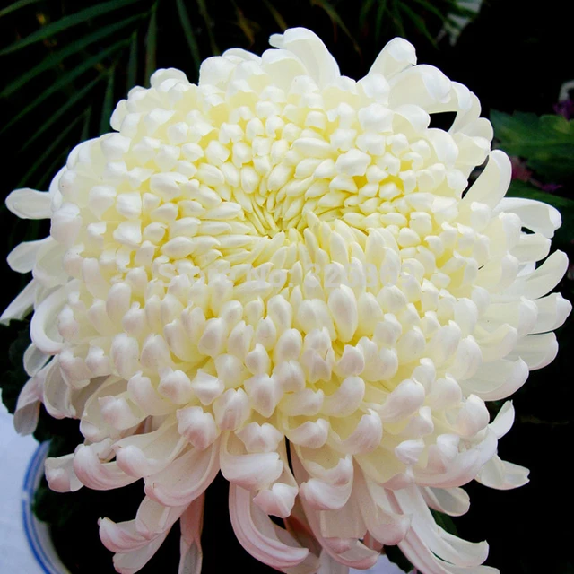 Free shipping large chrysanthemum plants potted chrysanthemum flower