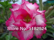 20 семена — свежий редкие » PLOYPAILIN » Adenium Obesum семена — бонсай семена