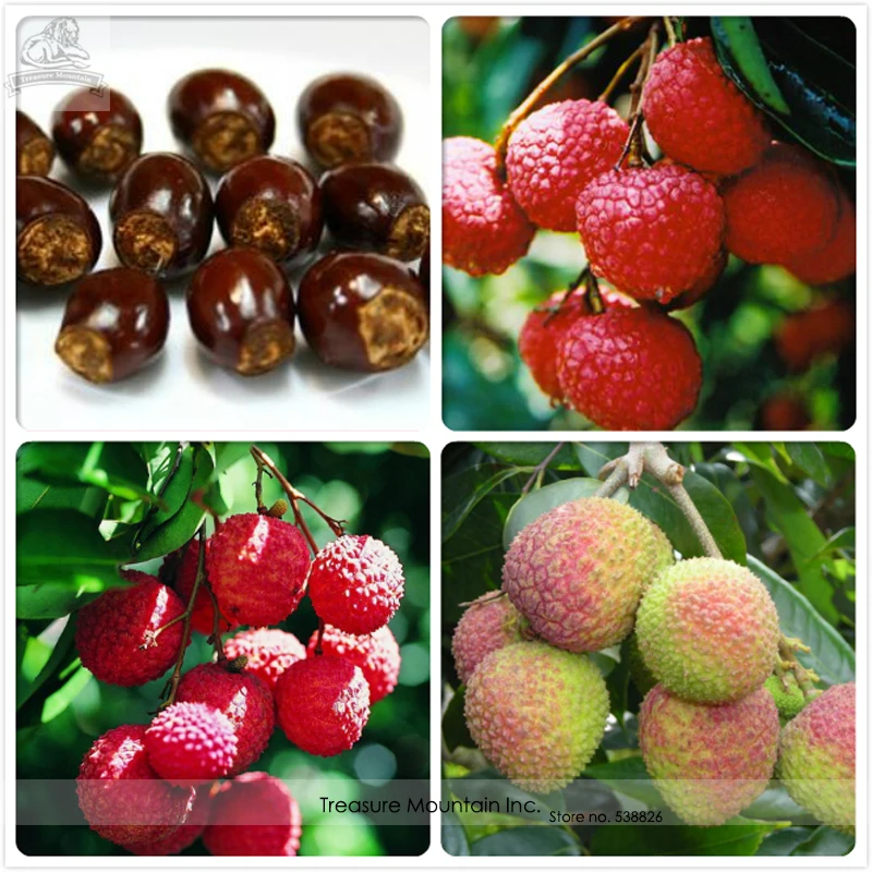 Picture Of Lychee Fruit Savingourboys Info picture of lychee fruit savingourboys info