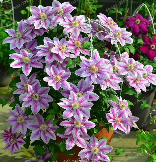

100pcs Rare Clematis Bonsai Flower Clematis Vines Bonsai Flower Perennial Flowers Climbing Clematis Plants For Home Garden