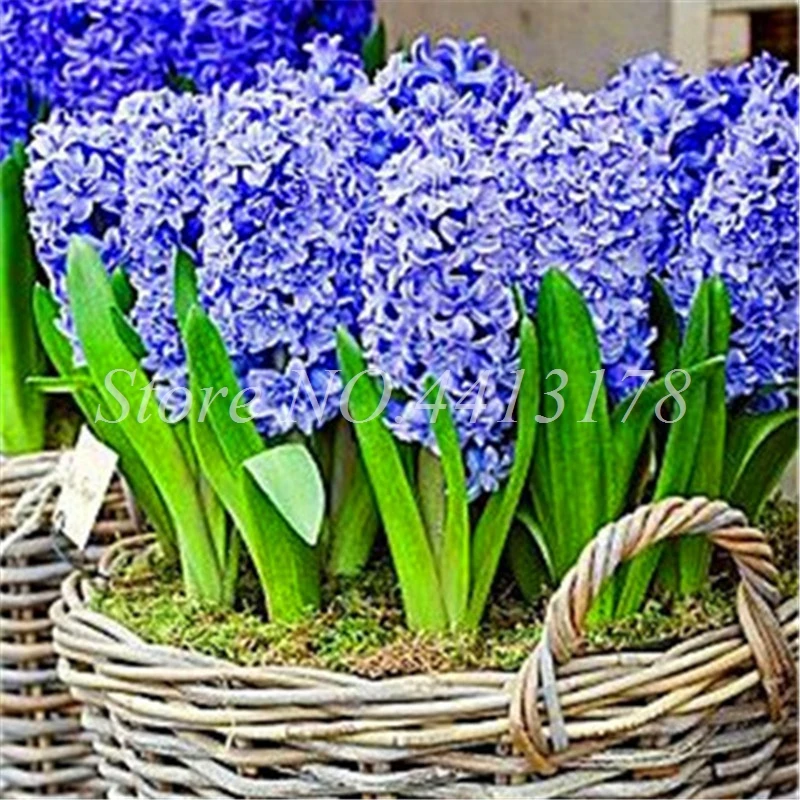 100 pcs Bonsai Hyacinth Perennial Hyacinth Potted Plant, Indoor Planta Easy Grow In Pots, Bonsai Flower Plants for Home Garden