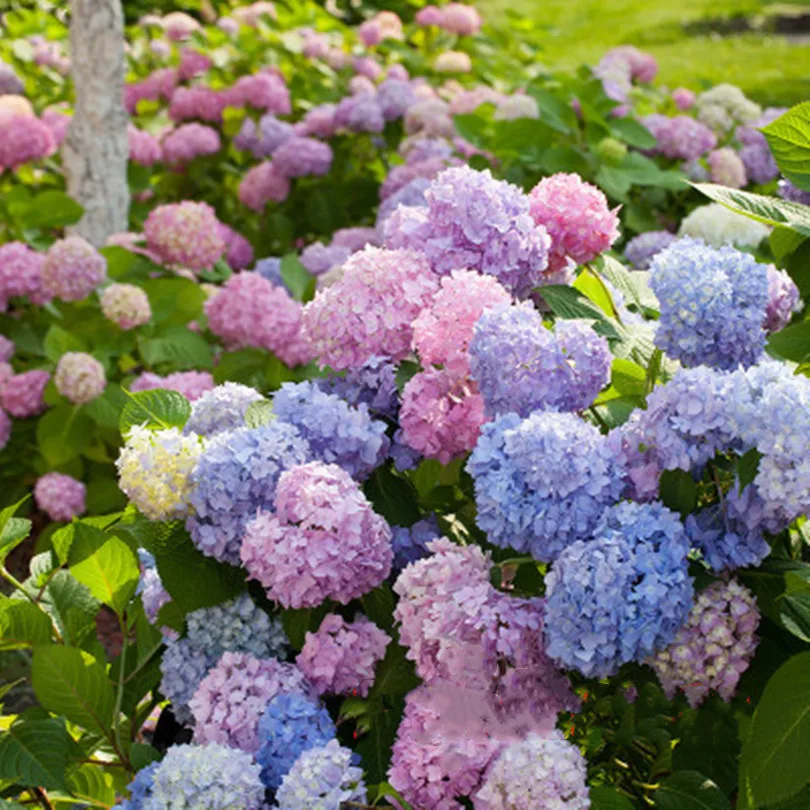 

Multiple Color Choice Hydrangea Bonsai Perennial Flower Plant Hydrangea Balcony Ornamental Garden Decoration Plant Bonsai 20 Pcs