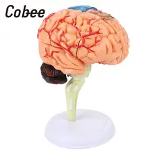 4D 32 блоки голова человека мозговая Модель ПВХ мозговая анатомическая модель медицинская обучающая модель школьные образовательные инструменты