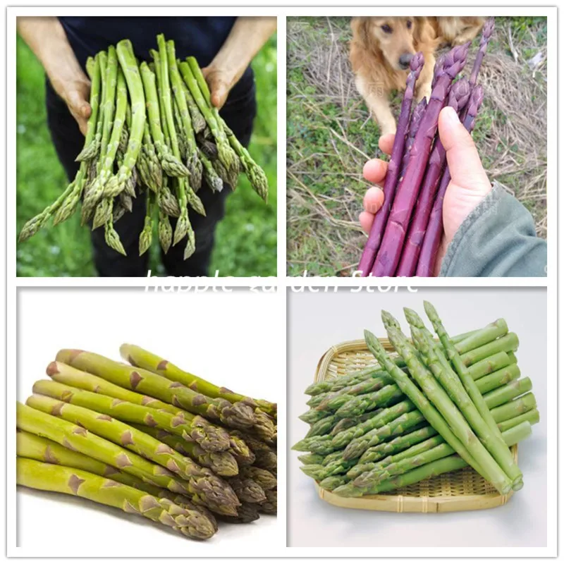 

Vegetable and fruit bonsai asparagus plant lower blood pressure Bonsai plants for home & garden 200 pcs/bag Free shipping