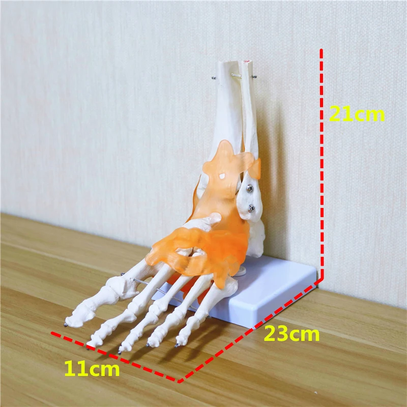 23x21x11 см человеческий 1:1 Скелет связка лодыжки сустава анатоми кал анатомический медицинский обучающая модель