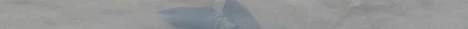 eng_44