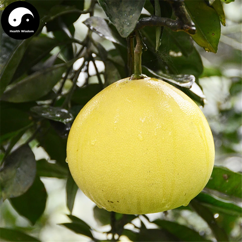 

Buy Grapefruit Tree Semente 25pcs Plant Citrus Maxima For Grapefruit Chinese You