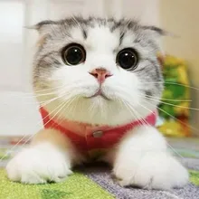 5d алмазная картина Алмазная мозаика цветущие цветы Бабочка на заказ алмазная живопись украшение дома ле рои Лев Каса