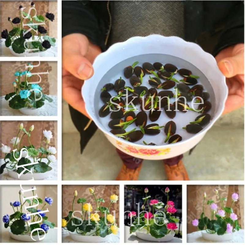 019 70 De Réductionbonsaï Fleur De Lotus Pour Lété 100 Vrai Bol Lotus Pots Bonsaï Jardin Plantes 5sac Dans Bonsaïs De Maison Jardin Sur