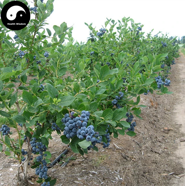 buy blueberry fruit tree semente 100pcs plant anthocyanin berries