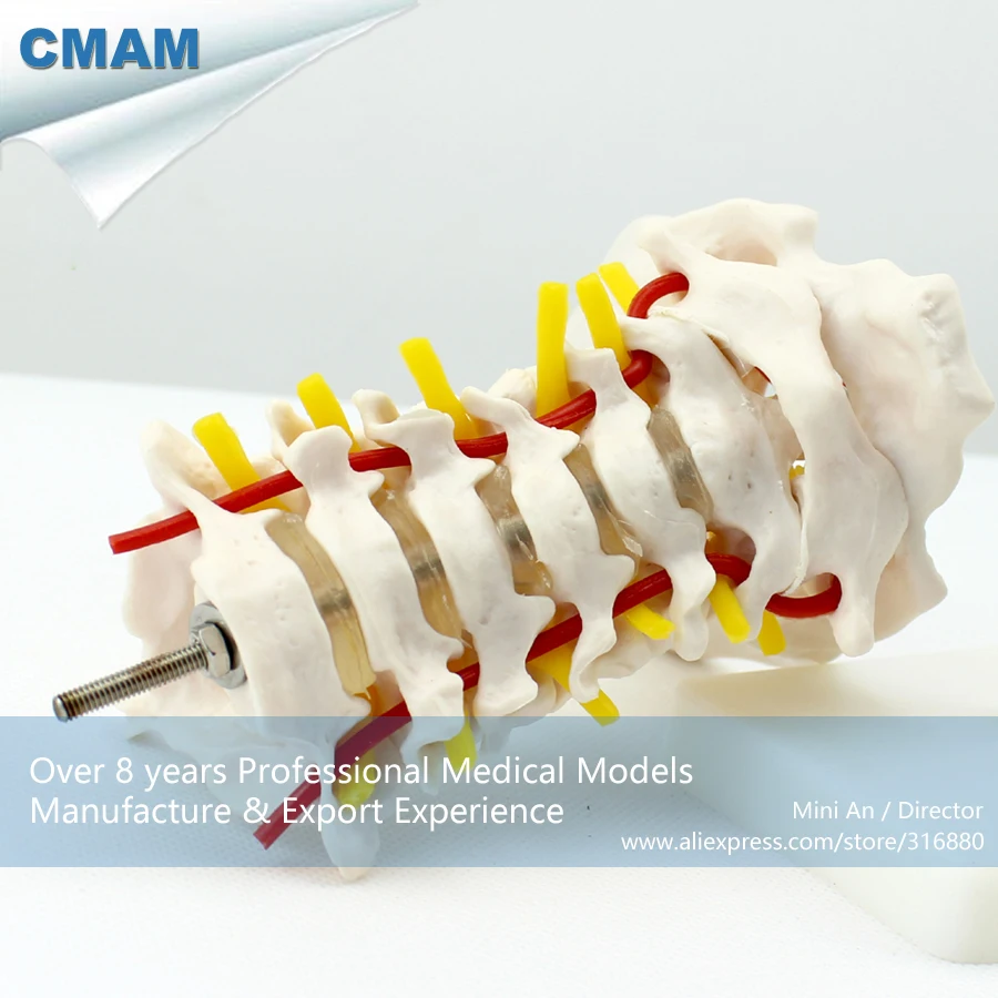 12386/человеческий скелет шейный позвоночник колонна с горлышком, медицинская научная образовательная Учебная модель