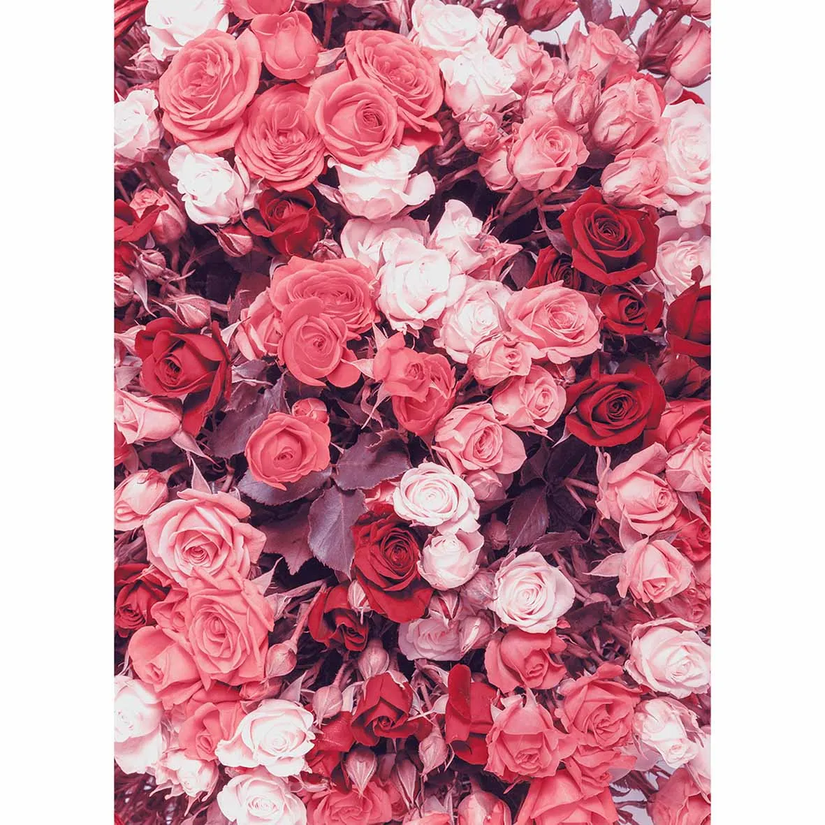 wallpapers Rose Background Pink And White allenjoy photographic studio background pink white rose garden romantic nature new arrivals vinyl photocall photography backdrop