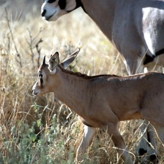 Beisa Oryx and Calf  Kenya Poster Print by William Sutton (24 x 36)