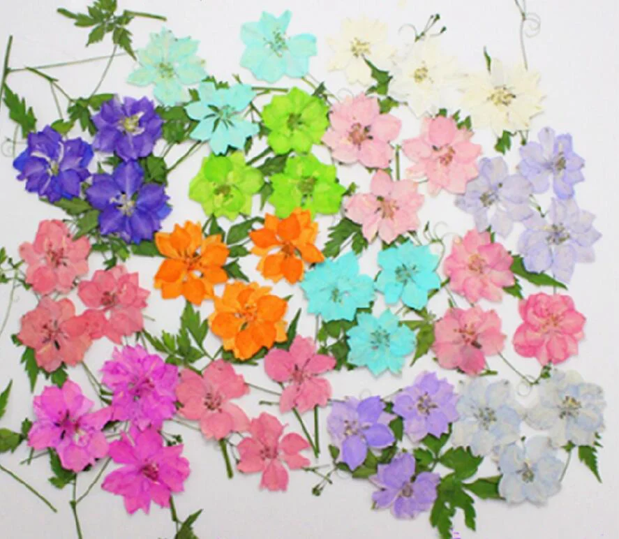 

120pcs 3-4cm Pressed Dried Consolida Ajacis Flower Plant Herbarium For Jewelry Postcard Invitation Card Phone Case Bookmark DIY