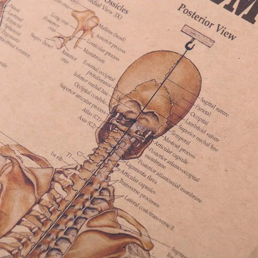 Human Skeleton Paper Poster
