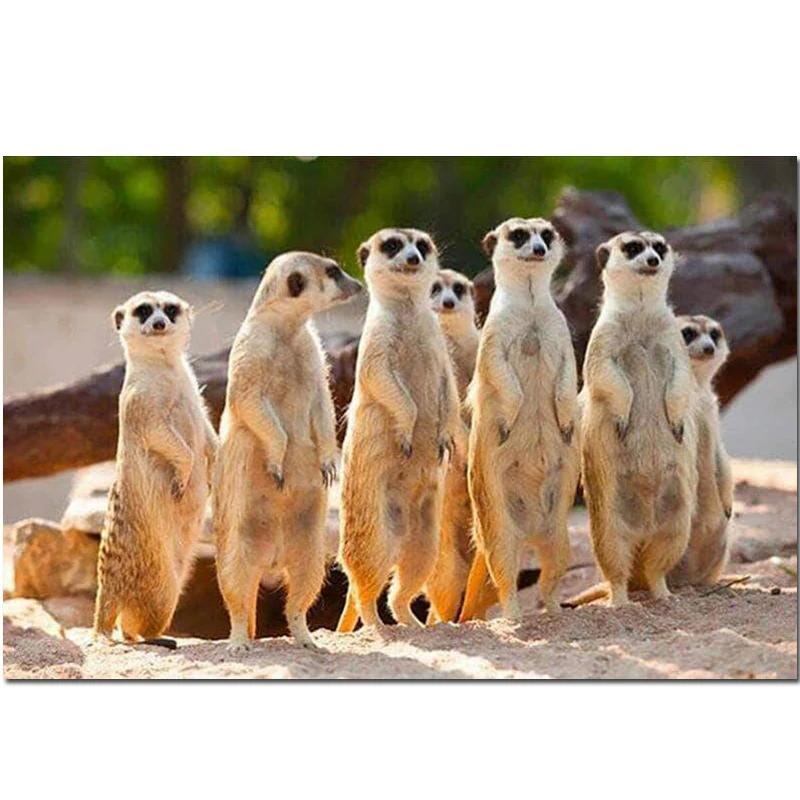 Алмазная вышивка meerkat mongoose 5D DIY алмазная живопись крестом квадратные круглые