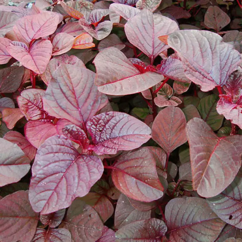 Red Amaranth 1200’s (Pcs) * Amaranthus tricolor * Summer